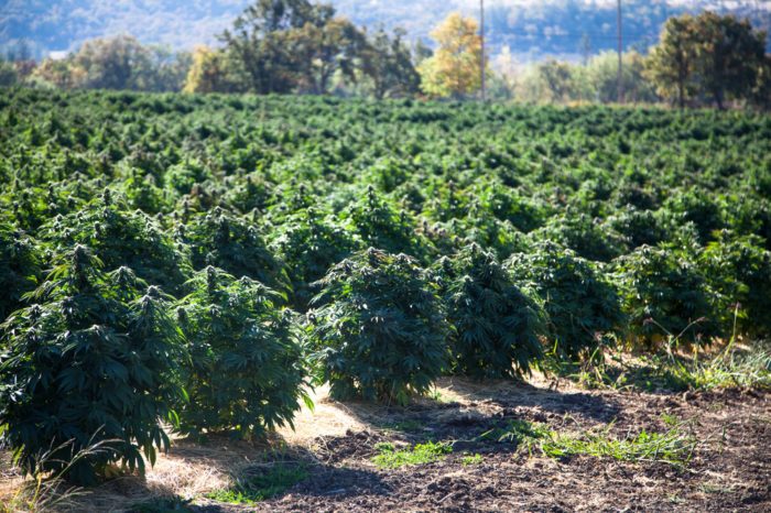 How To Grow Hemp and Why It Isn't Easy