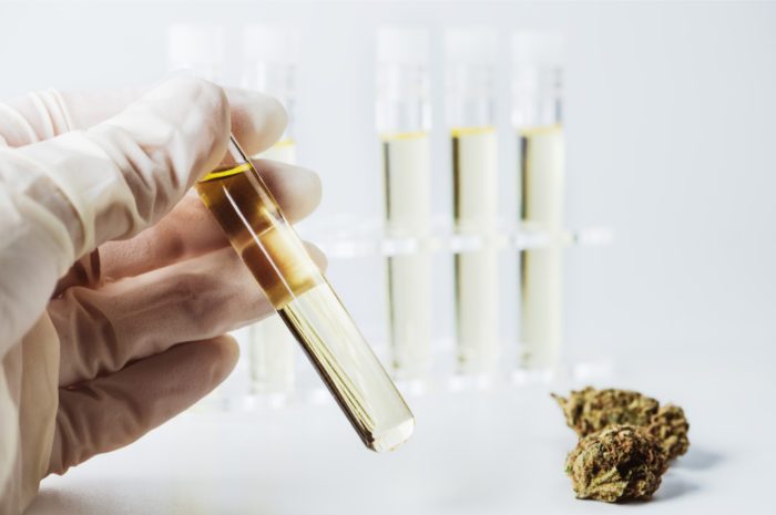 New FDA Guidelines for Cannabis Research in America