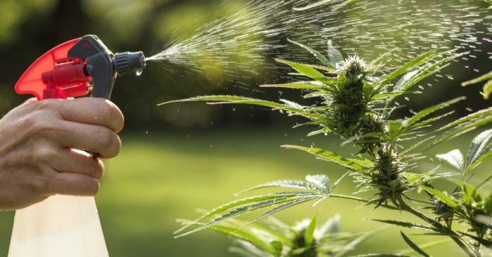 How to Practice Integrated Pest Management for the Best Buds