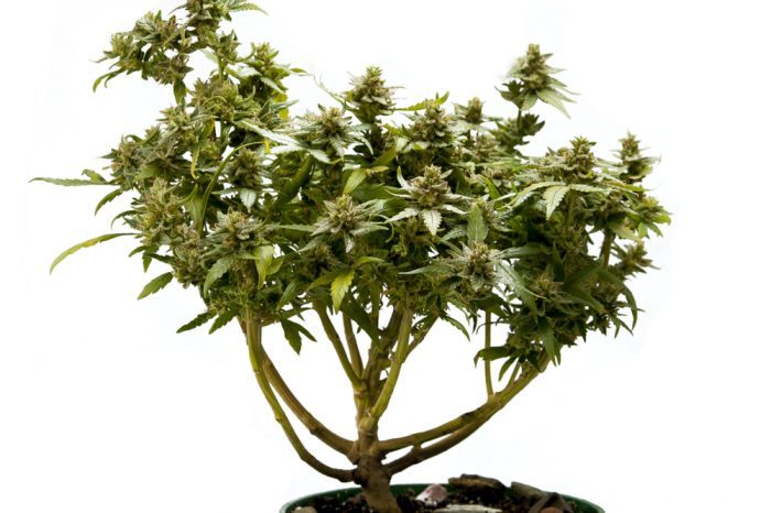 Experience the Peace and Tranquility of the Cannabis Bonsai