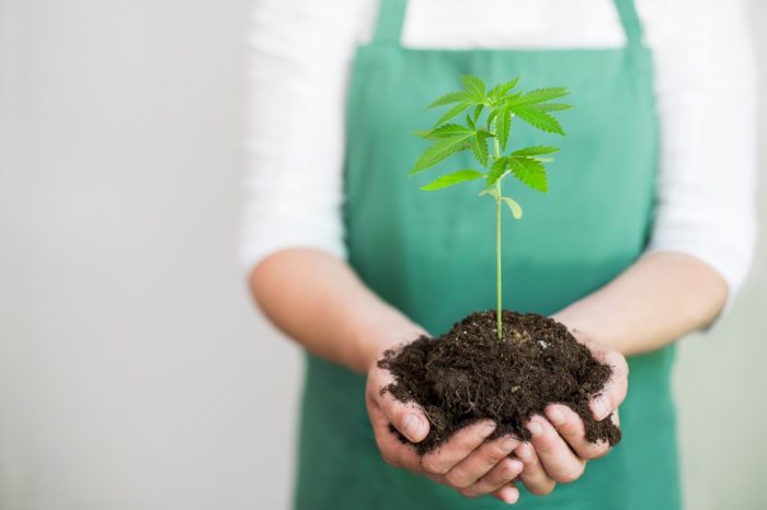 What Are The Best Types of Soil For Cannabis?