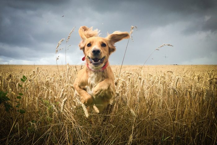 Treating Canine Arthritis: Could CBD Ease Painful Joints?