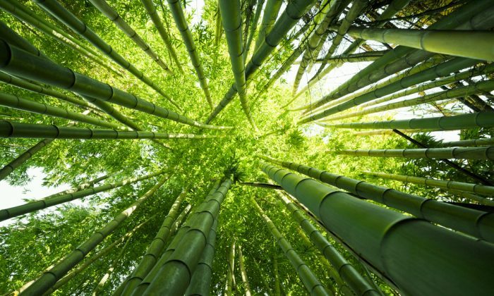 The Bamboo House Stands up to Hurricanes and Earthquakes